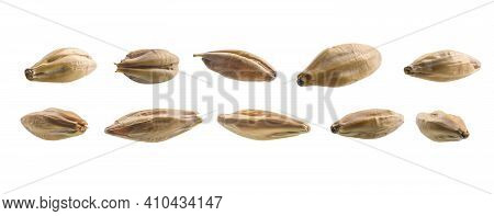 A Set Of Barley Malt Grains. Isolated On A White Background