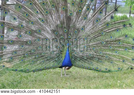 Portrait Of A Colorful Dancing Peacock. Peacock,