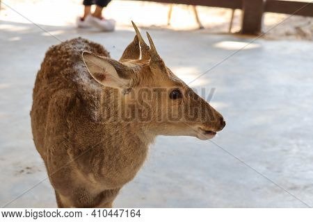 Beautiful Axis Deer In The Nature Habitat In Thailand.beautiful Axis Deer Close Up.