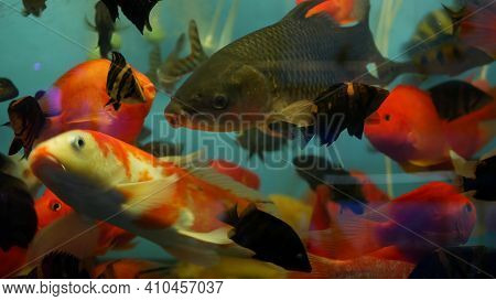 Diversity Of Tropical Fishes In Exotic Decorative Aquarium. Assortment In Chatuchak Fish Market Pet 