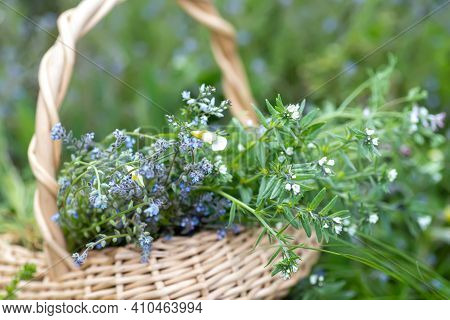 Bouquet Of Medicinal Plants In Basket. Fumaria Officinalis, Myosotis Stricta, Ranunculus Repens Coll