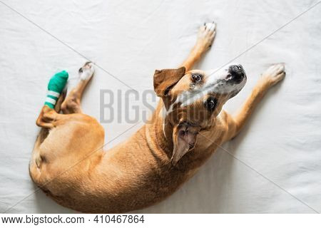 Dog With Wounded Leg In Bondage Looks At Camera. Pet Health, Injuries, Veterinary Care, Directly Abo