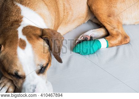 A Dog With Wounded Paw In A Medical Bandage. Cute Staffordshire Terrier Resting With Hurt Leg