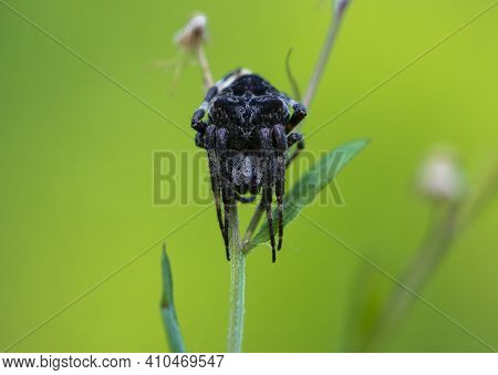 Big Black Spider. Large Black Spider Araneus Ventricosus On Green Grass. Close-up, Weaver Spider Ara