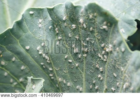 Whitefly Aleyrodes Proletella Agricultural Pest On Cabbage Leaf.