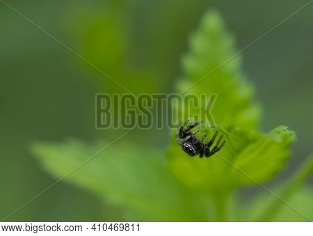 Salticidae. Spider With Big Eyes On A Green Leaf. Jumping Spider Salticidae, Sitting In The Grass A 