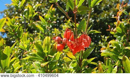 Punica Tree Or Pomegranate Tree (punica Granatum) Closeup, Nice City, France
