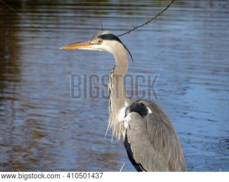 The Grey Heron Bird (ardea Cinerea), Der Graureiher Oder Fischreiher Vogel Ili Siva Čaplja In Lake A