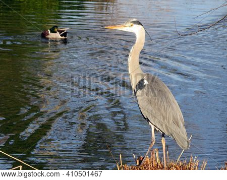 The Grey Heron Bird (ardea Cinerea), Der Graureiher Oder Fischreiher Vogel Ili Siva Čaplja In Lake A