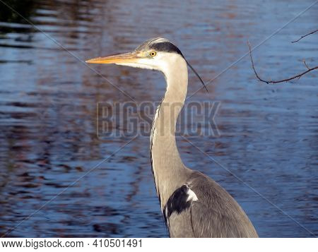 The Grey Heron Bird (ardea Cinerea), Der Graureiher Oder Fischreiher Vogel Ili Siva Čaplja In Lake A