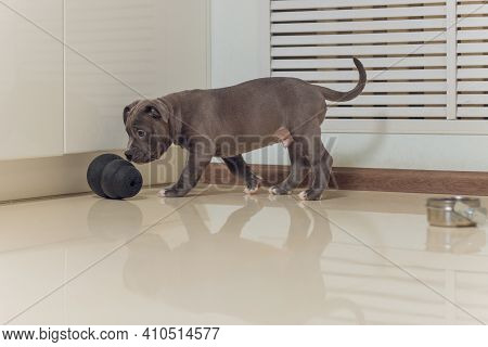 Mystified Blue American Bully Puppy Curiously Walking Forward With Its Mouth.