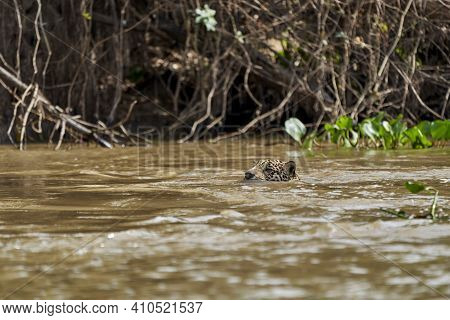 Jaguar, Panthera Onca, Is A Large Felid Species And The Only Extant Member Of The Genus Panthera Nat