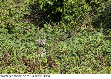 Jaguar, Panthera Onca, Is A Large Felid Species And The Only Extant Member Of The Genus Panthera Nat