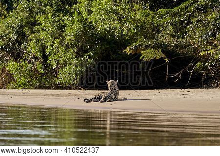 Jaguar, Panthera Onca, Is A Large Felid Species And The Only Extant Member Of The Genus Panthera Nat
