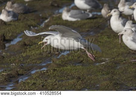 Glaucous Gull Bird At Delta British Columbia Canada; North American