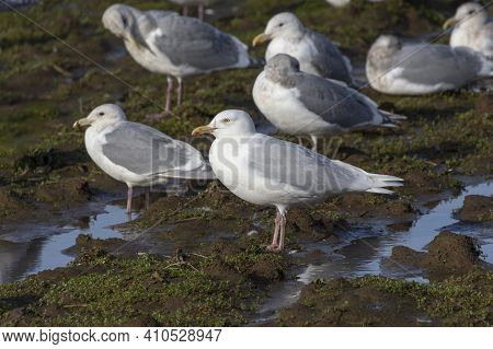 Glaucous Gull Bird At Delta British Columbia Canada; North American