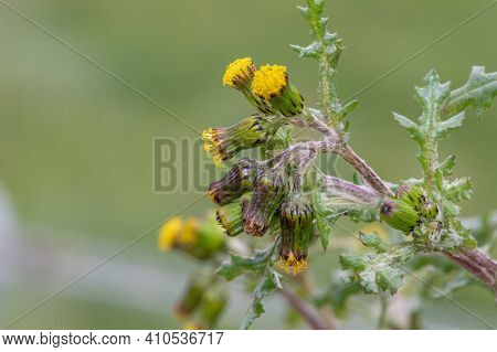 Common Groundsel (senecio Vulgaris)
