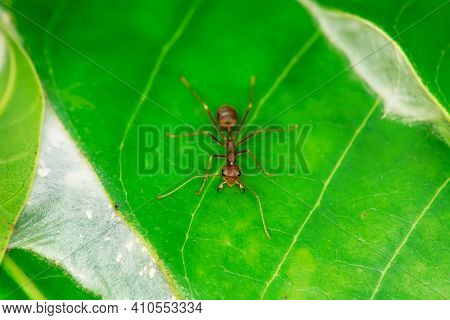 Single Red Ant