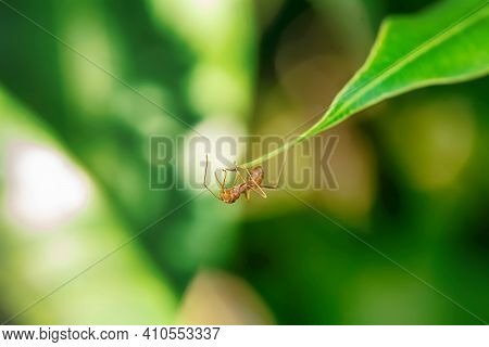 Single Red Ant