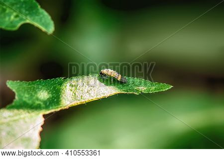 Insect On The Grass