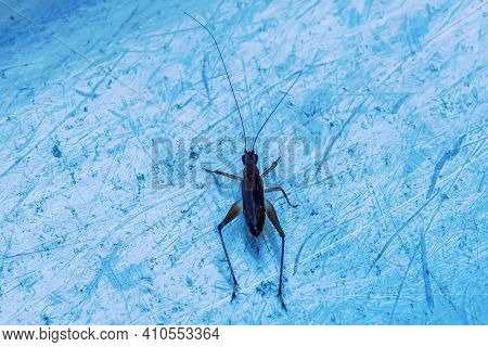 Insect On The Metal Ground