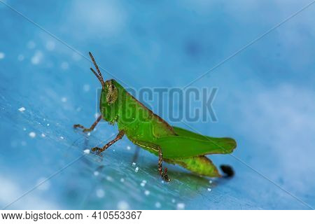 Grasshopper On The Metal Ground