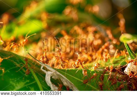 Many Ants Walking