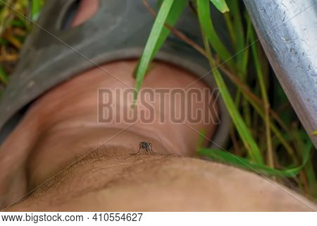 Mosquitoes Feeding On Blood