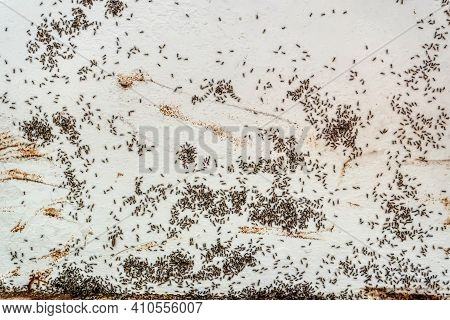 Black Ants On The Wall
