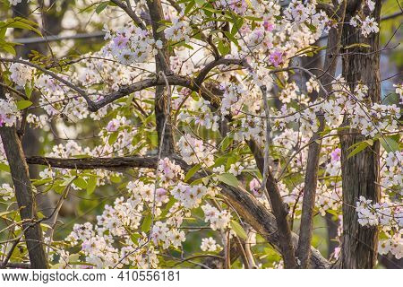 Tabebuia Rosea