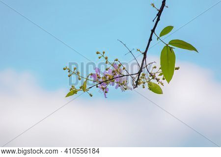 Tabebuia Rosea
