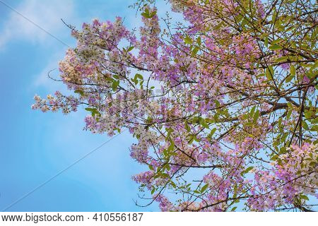 Tabebuia Rosea