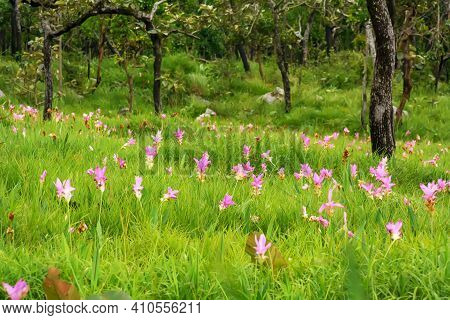 Siam Tulip