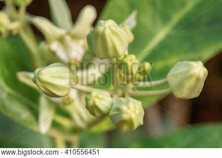 Calotropis White
