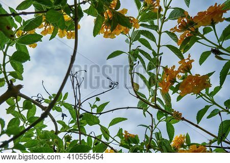 Flowers On The White Sky