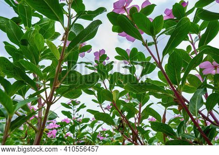 Flowers On The White Sky