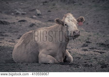 Rural Farm Cow Landscape From Eastern Washington.
