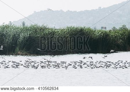 Birds In The Pantanos De Villa Swamp Of Villa , Chorrillos, Lima Peru