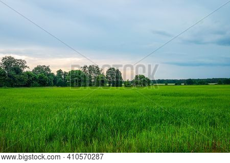 Beautiful Belarusian Summer Landscape With Green Grass, Lush Trees In The Distance And Sunset Cloudy