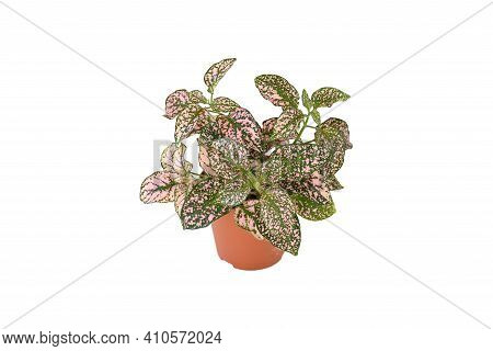 Nature ,polka Dot Plants (hypoestes Phyllostachya) In Brown Plastic Pot On White Background Isolated