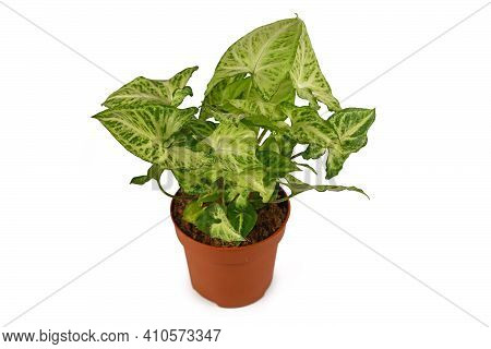 Tropical Houseplant With Botanic Name Syngonium Podophyllum Arrow In Flower Pot Isolated On White Ba