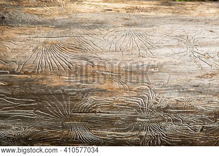 Natural Wood Texture With Lines Drawn By A Bark Beetle In The Shape Of Spiders. Background, Bark Bee