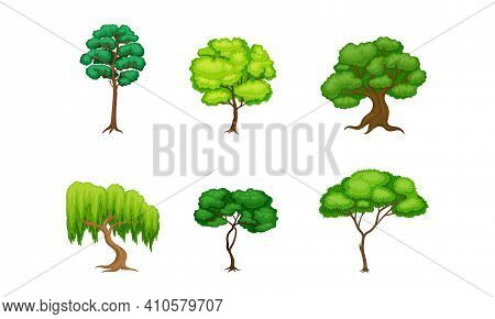 Trees With Exuberant Green Foliage And Trunk Vector Set