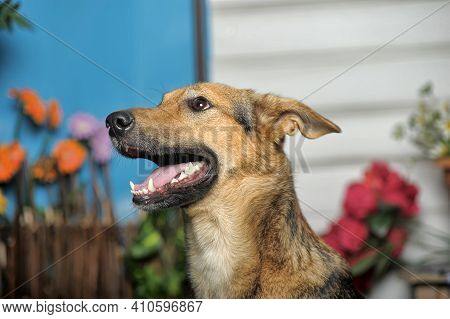 Outbred Happy Brown Dog On Green Grass