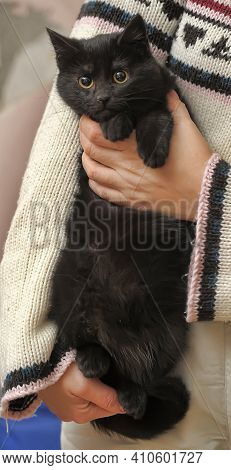 Black Fluffy Cute Cat In Hands Close Up