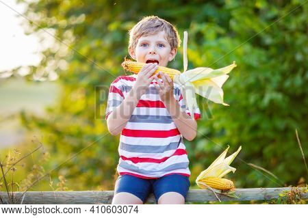Happy Preschool Kid Boy With Glasses Holding Ears Of Corn On Farm In Field, Outdoors. Funny Child Hi