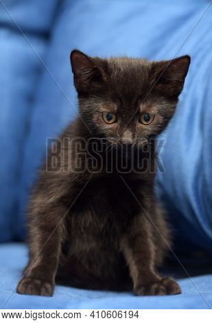 Cute Black Kitten On A Blue Background