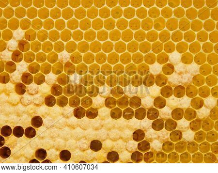 Fresh Honey In Comb. Beewax Comb Structure Abstract Pattern. Yellow Honey Cells Texture Background.