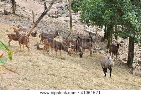 Grupp av Sambar Deer i skogen
