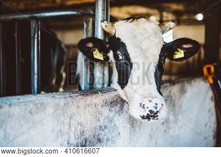 Cow in cowhouse portrait. Cattle farm